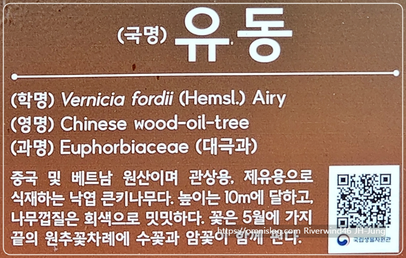 유동(油桐)나무 Vernicia fordii