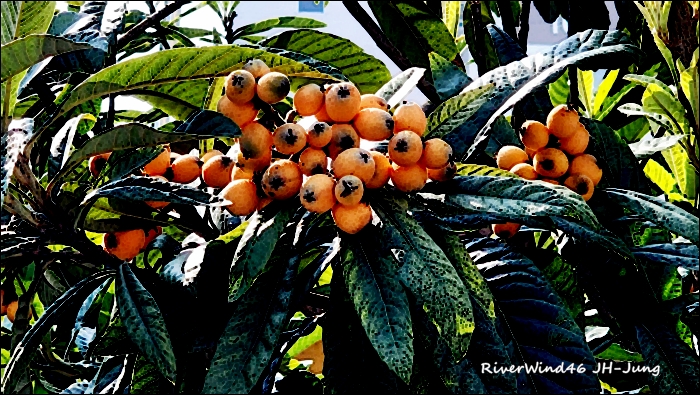 비파나무(枇杷나무)와 비파잎,열매(枇杷)Loquat