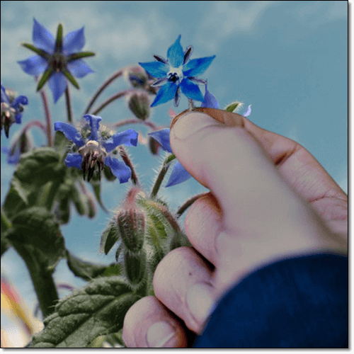 보리지오일 효능