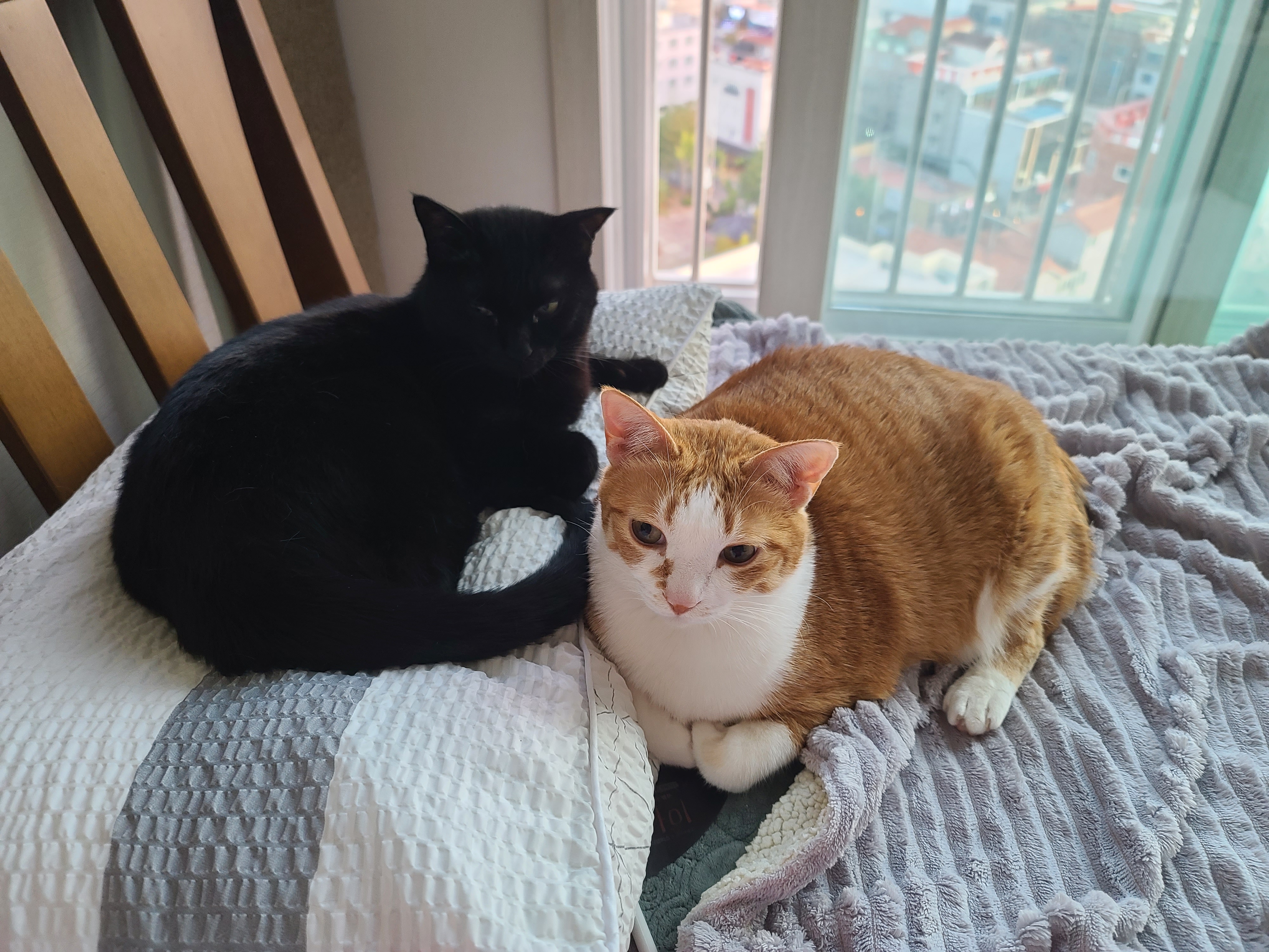 멋쟁이 고양이와 귀여운 고양이의 달달한 브로맨스