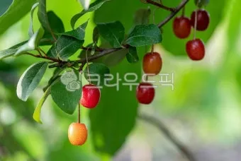 보리수 열매 부작용 증상 효능 관련 정보 총정리_14