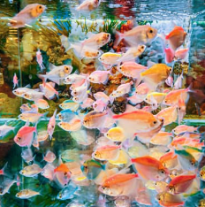 물고기 꿈해몽 풀이