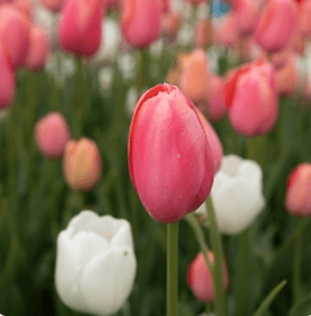 2024 태안 세계튤립꽃박람회 일정 이용 요금 총정리