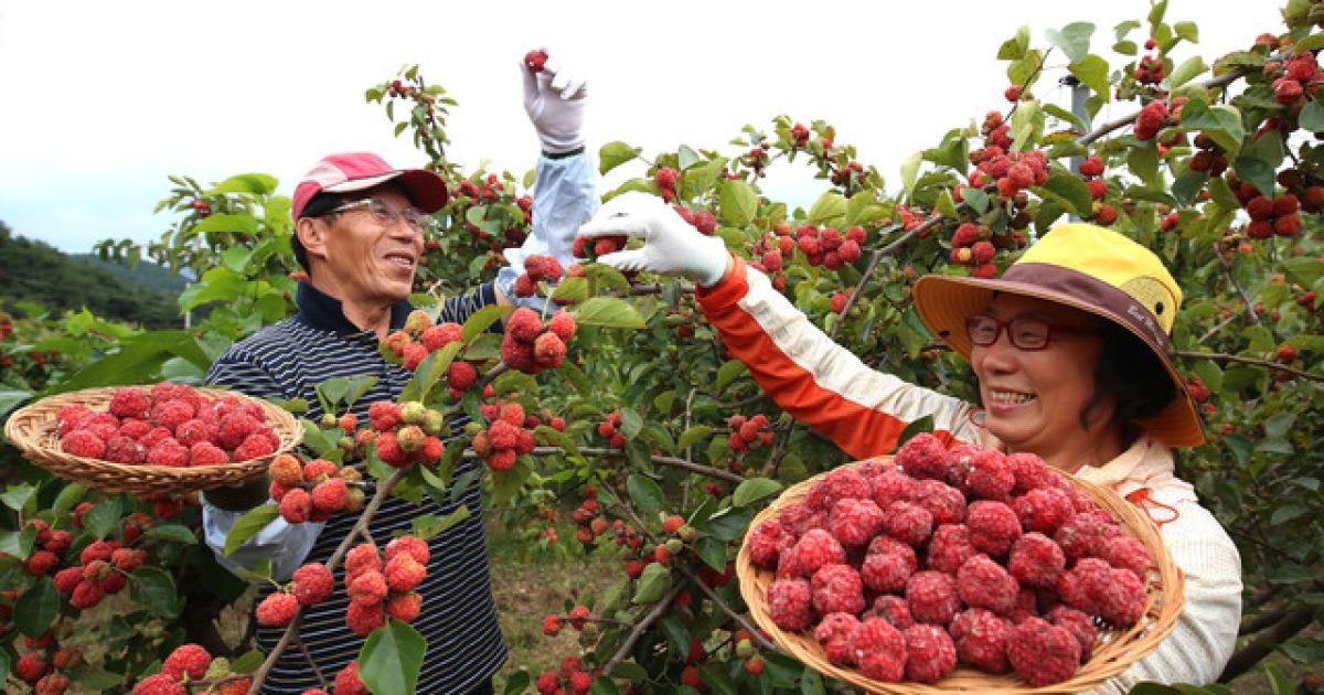 꾸지뽕나무 열매 효능과 먹는법, 수확시기까지 알아보기