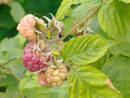 라즈베리 재배 지주 설치 가지 전정 순 지르기_5