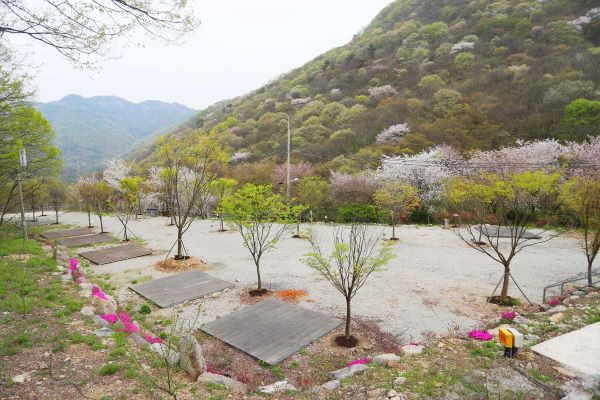 C존사이트