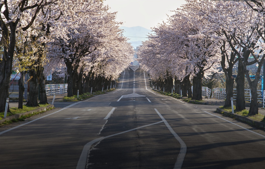 영화 속 은유적 연출 중 하나인 벚꽃