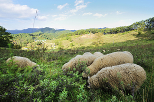 정선 5일장 주변 관광코스