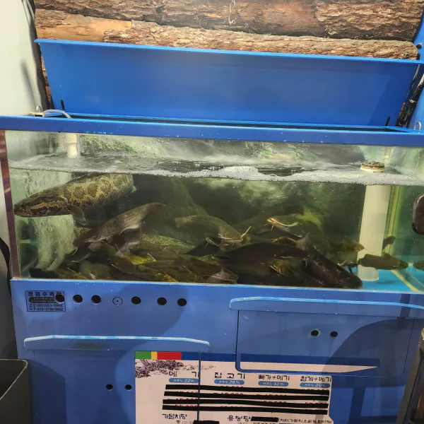 생생정보 우와한 식당 가물치오골계탕 음식점