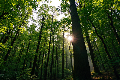 울창한-나무-숲