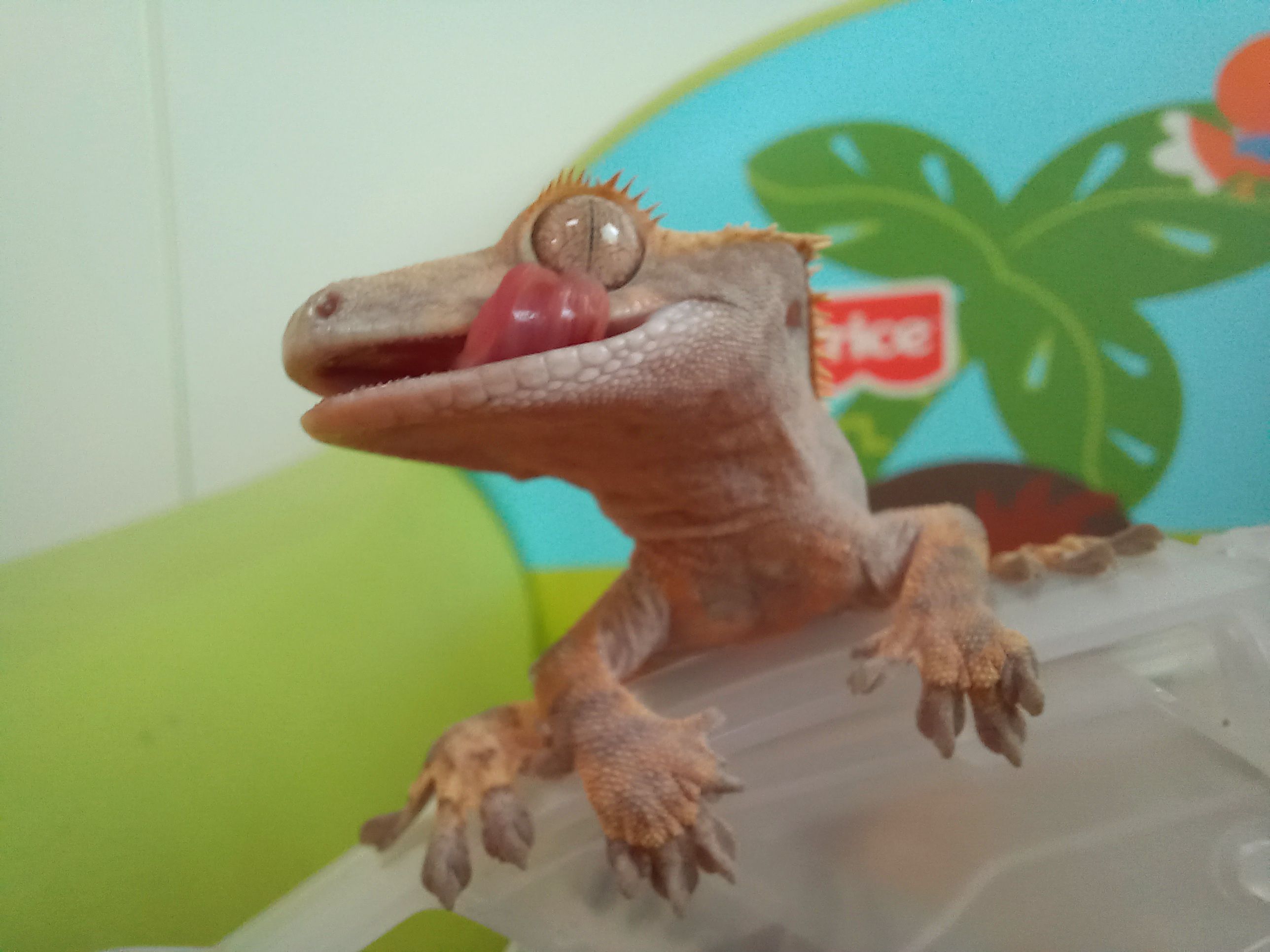 크레스티드 게코 키우기의 재미 (크레, "너로 정했다")