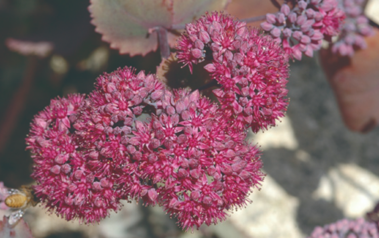 국립한국자생식물원
