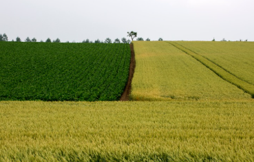 2025 양평 밀축제
