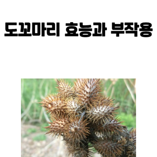 도꼬마리 효능과 부작용