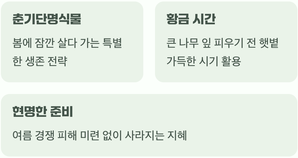 봄에만 반짝 나타나는 손님