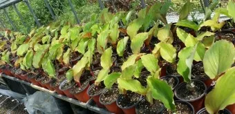 흑생강 효능 슈퍼푸드 칼로리 권장량_8