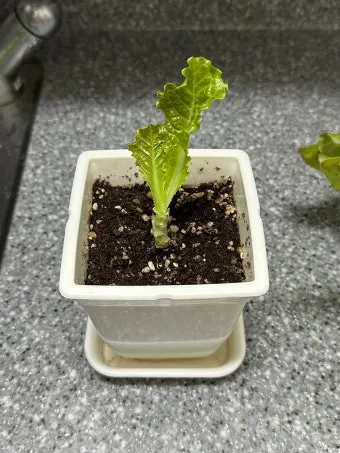 텃밭 상추 키우는 법 파종 간격 수확 연속수확 요령_12