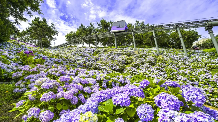 장생포 수국축제 울산