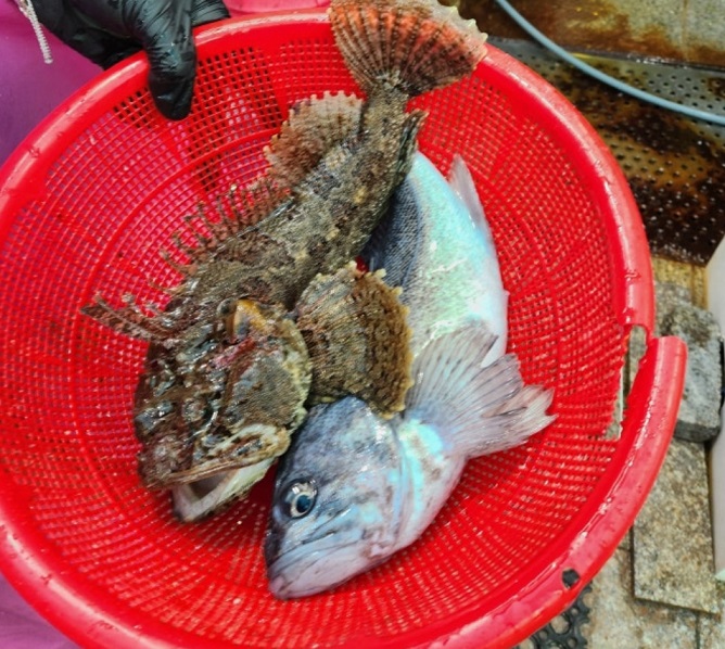 삼세기-속초