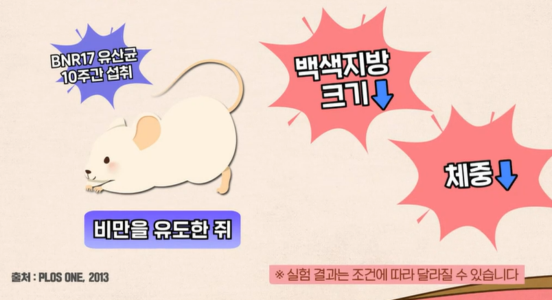 bnr17유산균 효능