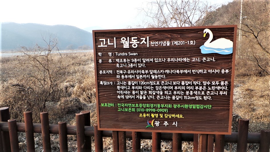 고니 월동지 안내판, 우리나라에 오는 고니, 큰고니, 혹고니, 3종류,