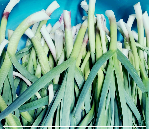 손질한 풋마늘대