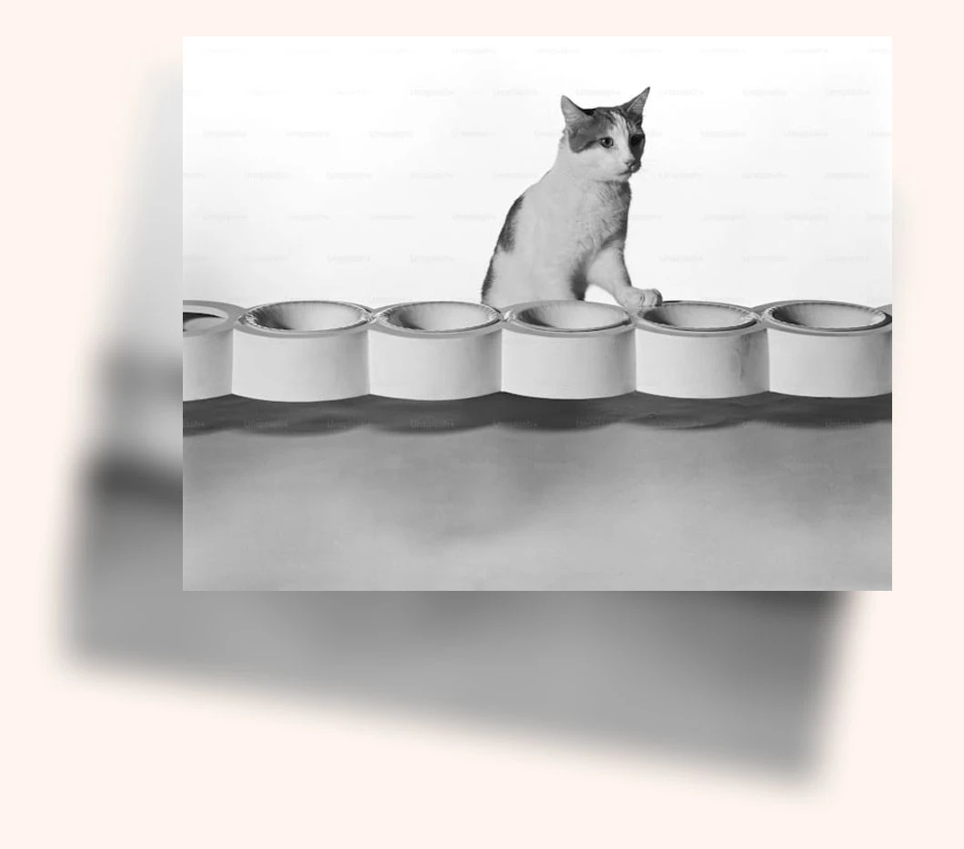 고양이 체중 관리_3_subsection