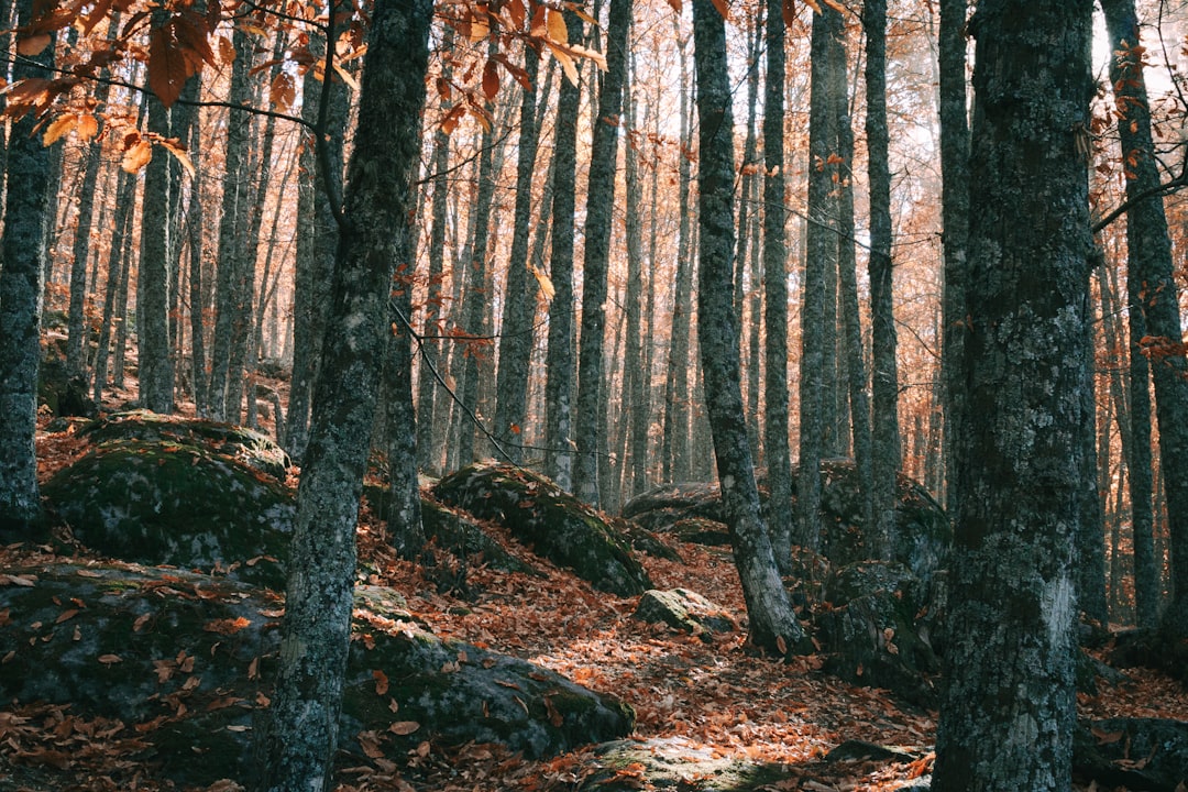 Seasonal