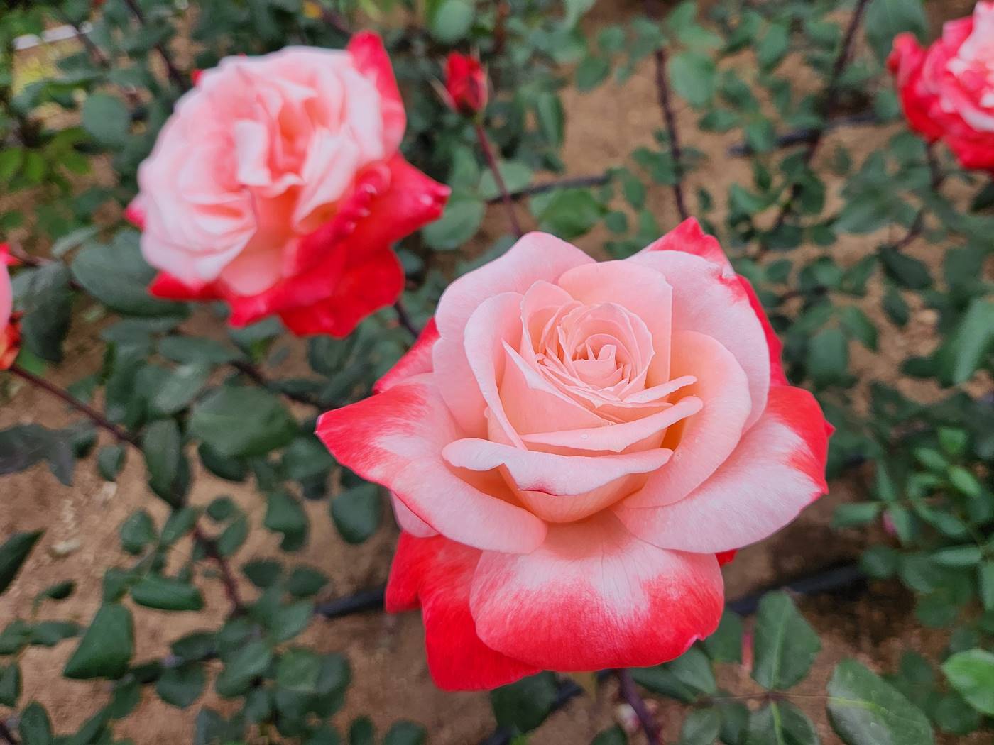 장미 탄쵸 Tancho