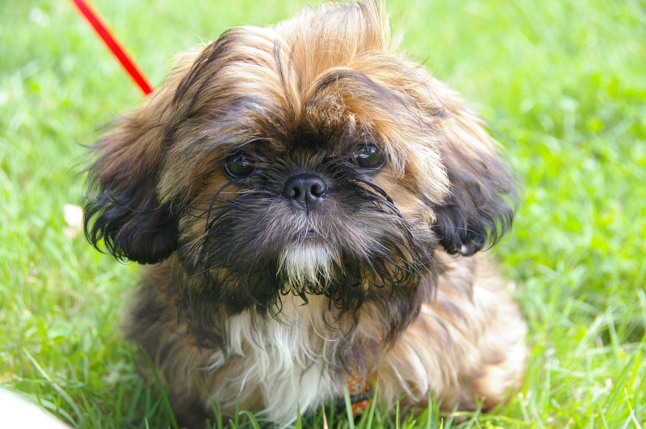시추,Shih Tzu