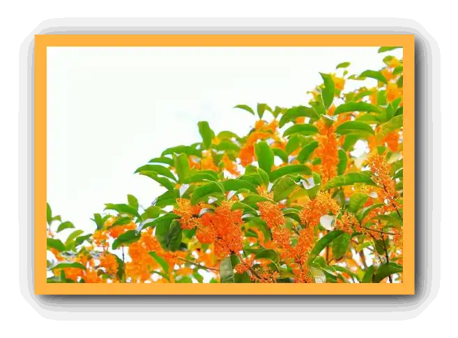 금목서 향기와 꽃말