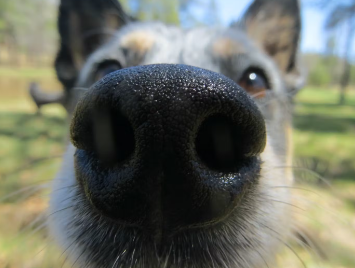 개의 코 주변이 붓거나 제모가 된 경우의 대처법.