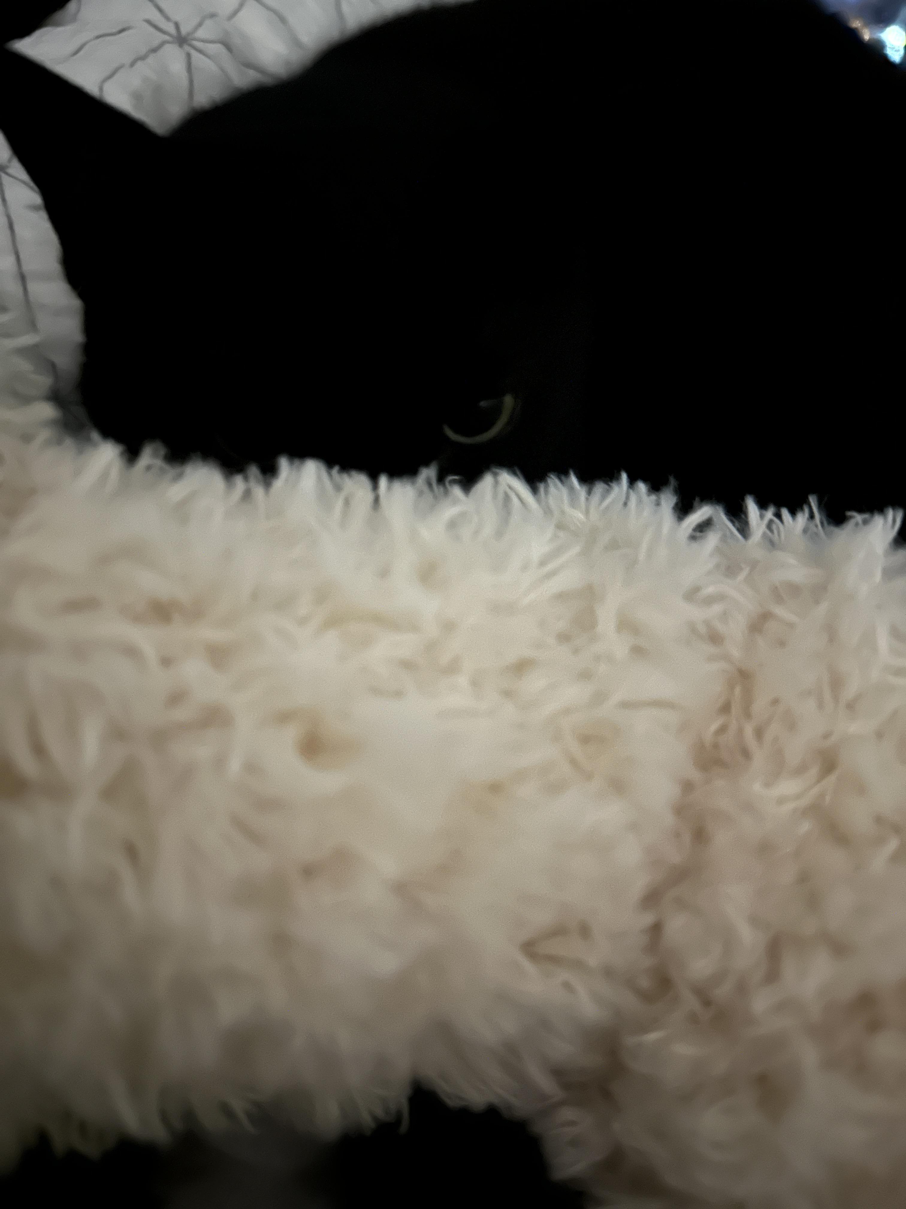 골골송과_꾹꾹이중인_올블랙_건이의_아름다운_눈