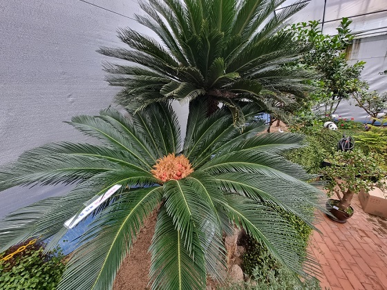 소철암꽃-청주랜드