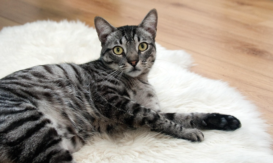 하얀 러그위에 편안한 자세로 누워있는 고양이