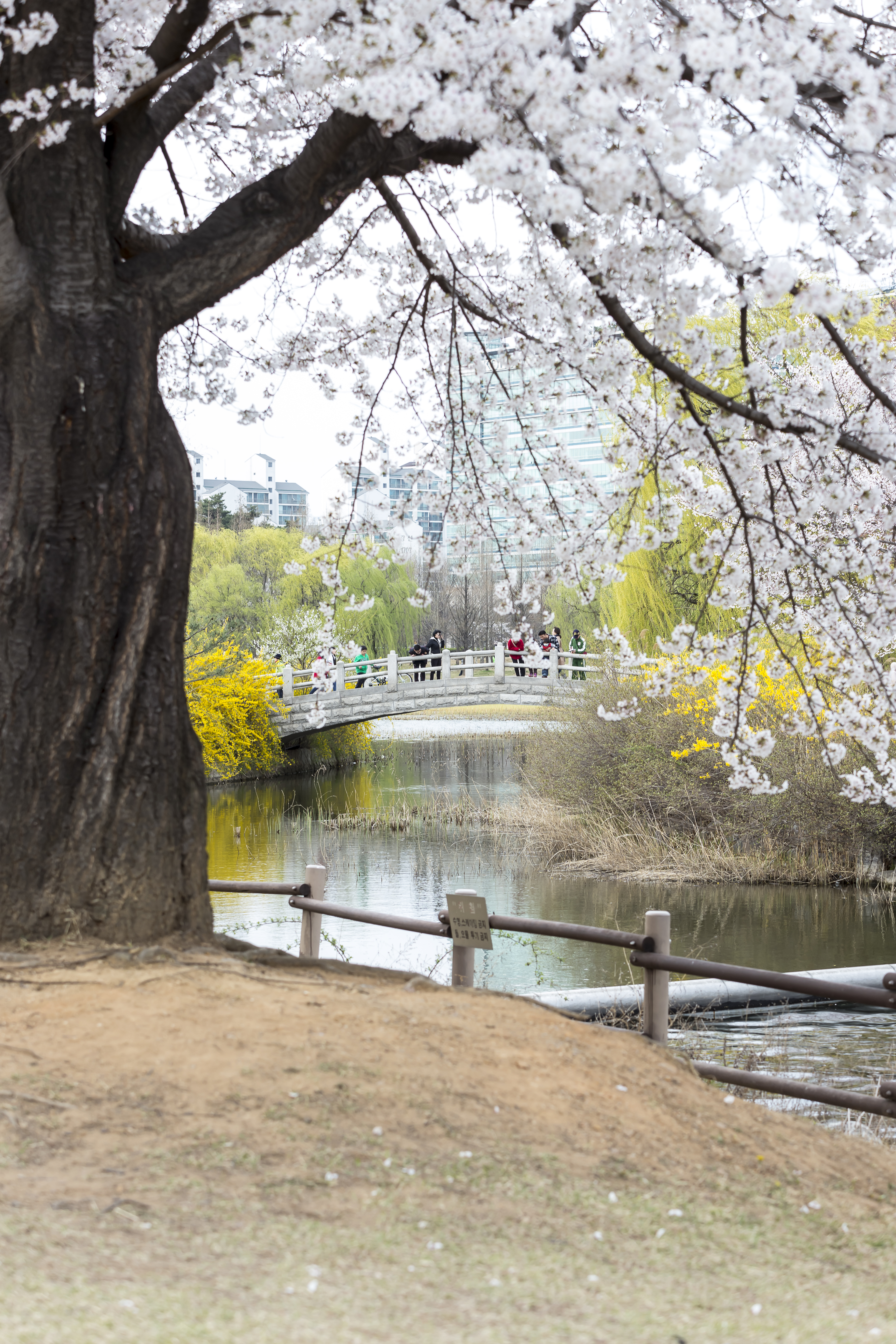 다리와 벚꽃 사진