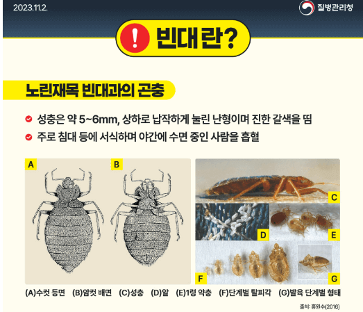 충북 충주 빈대 발견 퇴치법 질병관리청