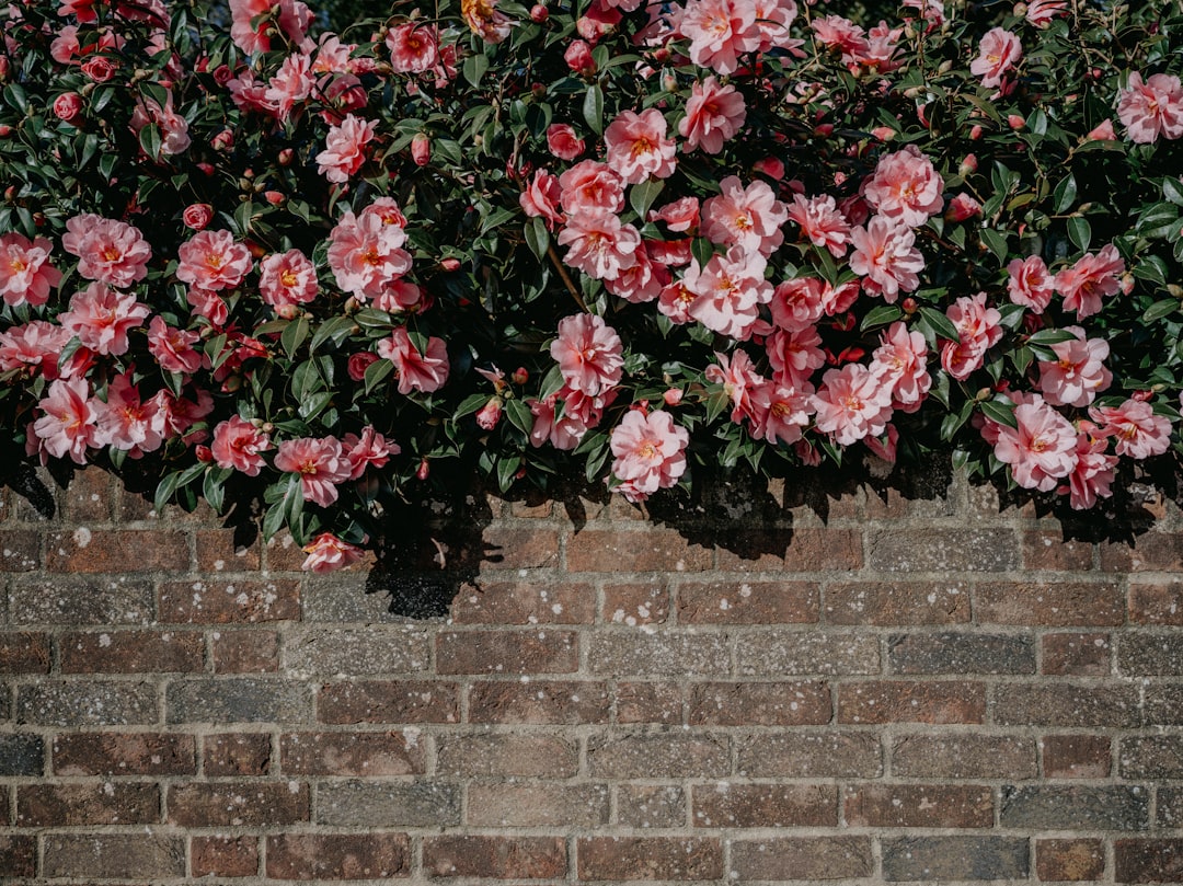 Camellia