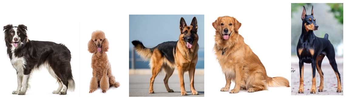 Best 10 견종 1위~5위 이미지