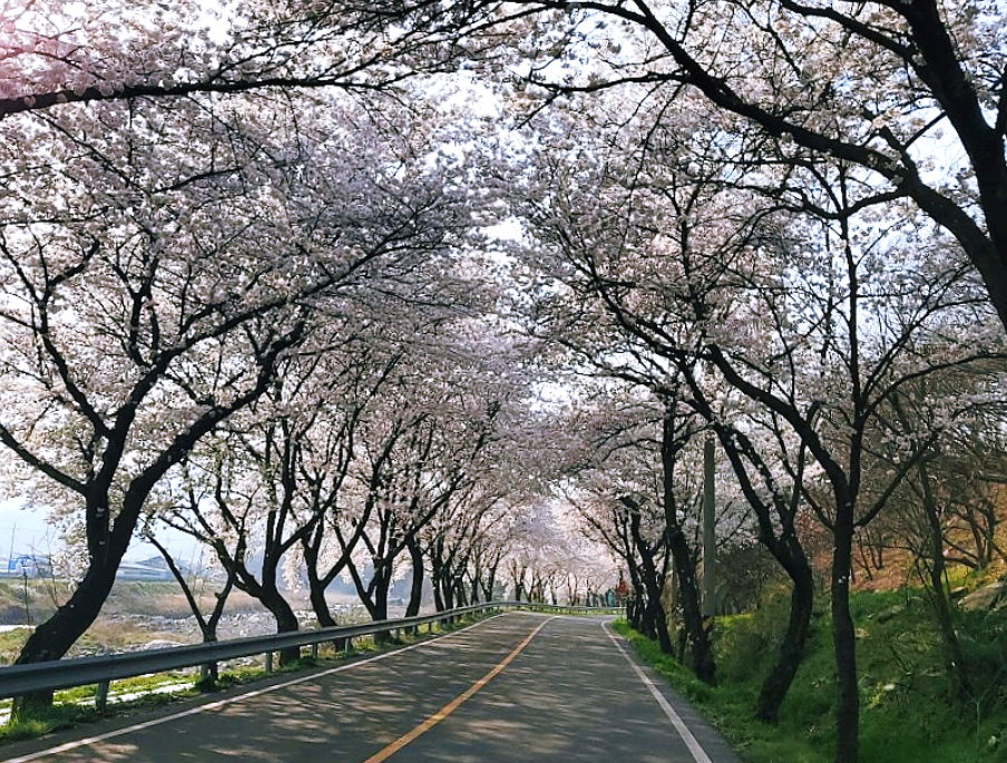 백운산 벚꽃