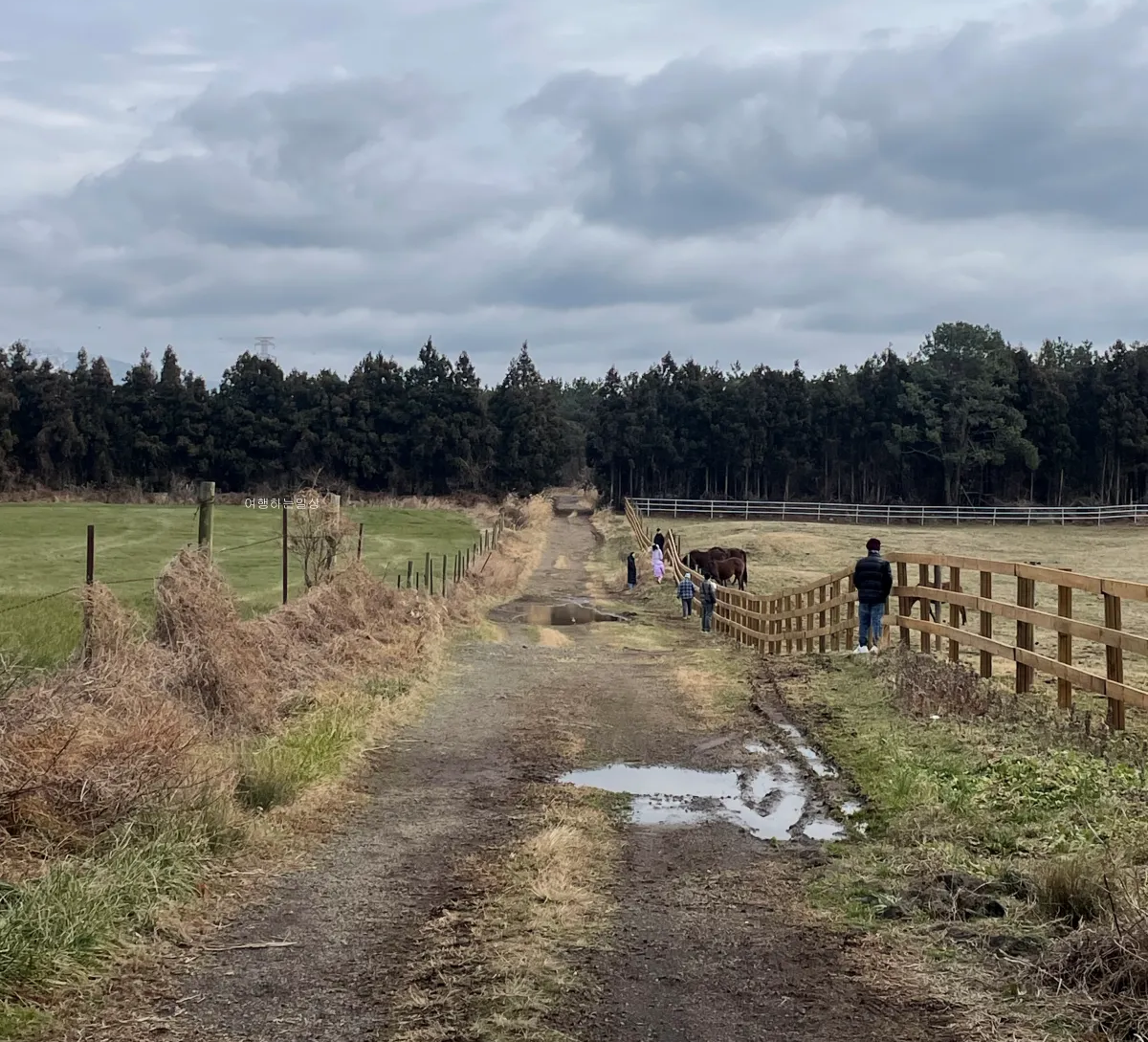 겨울-제주여행-무료로-말-구경할-수-있는-성이시돌목장-소요시간-아이스크림-후기