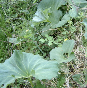 머위 효능과 부작용 고르는법 먹는법 칼로리