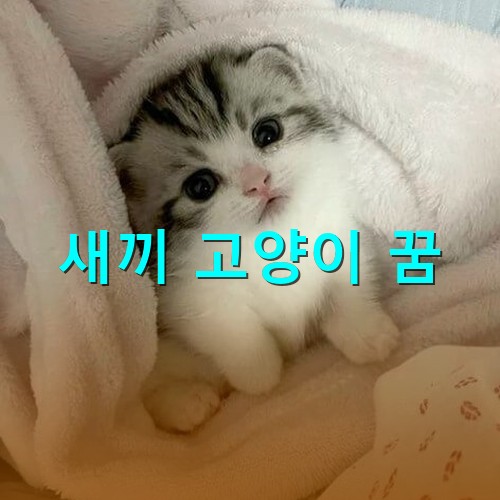 앙증맞은-새끼-고양이가-이불을-뒤집어쓰고-쳐다보는-모습