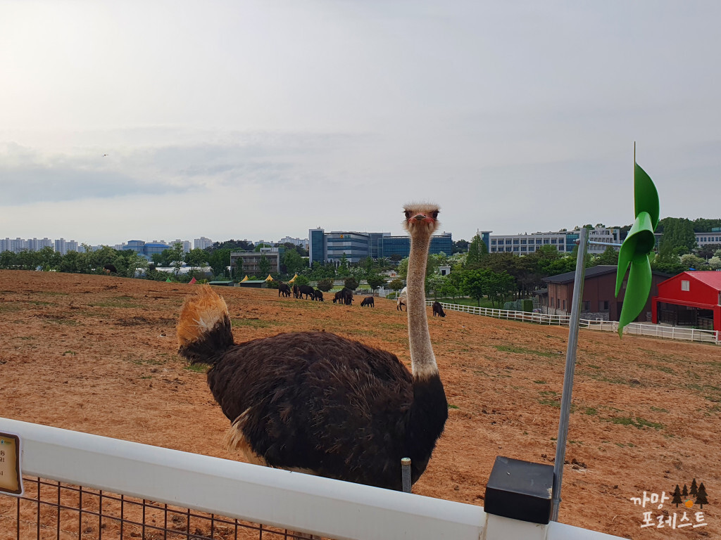 안성 팜랜드 타조
