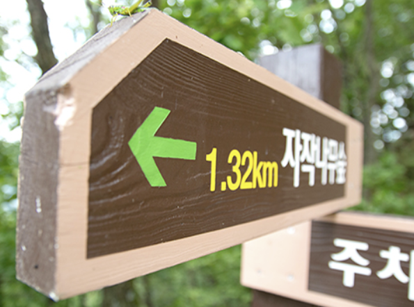 인제 자작나무숲 코스