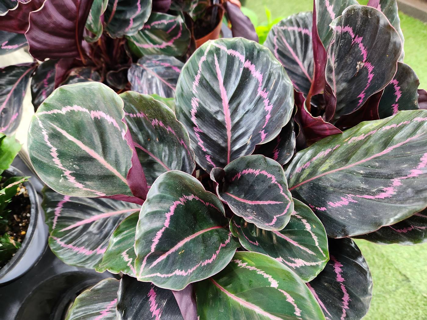 칼라데아_로세아픽타 Calathea Roseopicta