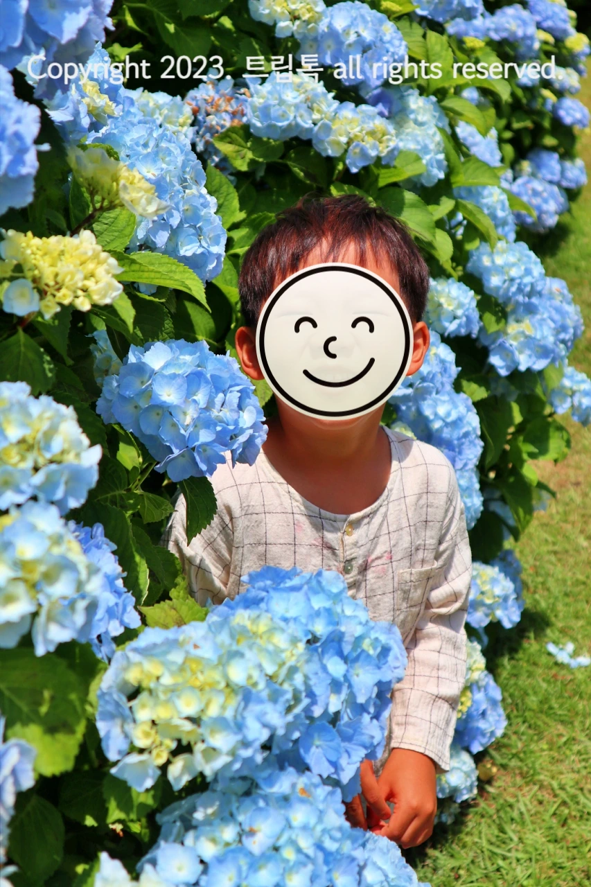 왼쪽에 마치 수국으로 이루어진 벽처럼 피어있고 그 가운에 아이가 웃고있다.