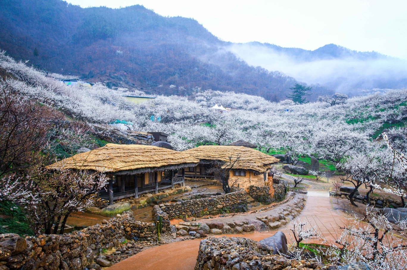 광양-매화마을