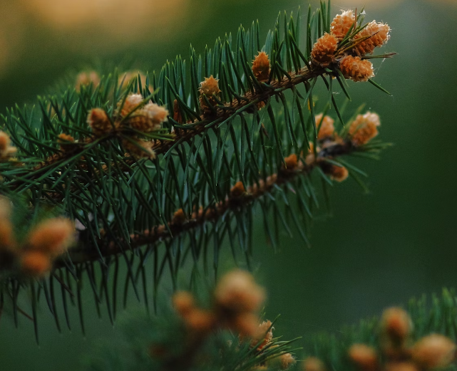 송화가루 효능 : 항산화