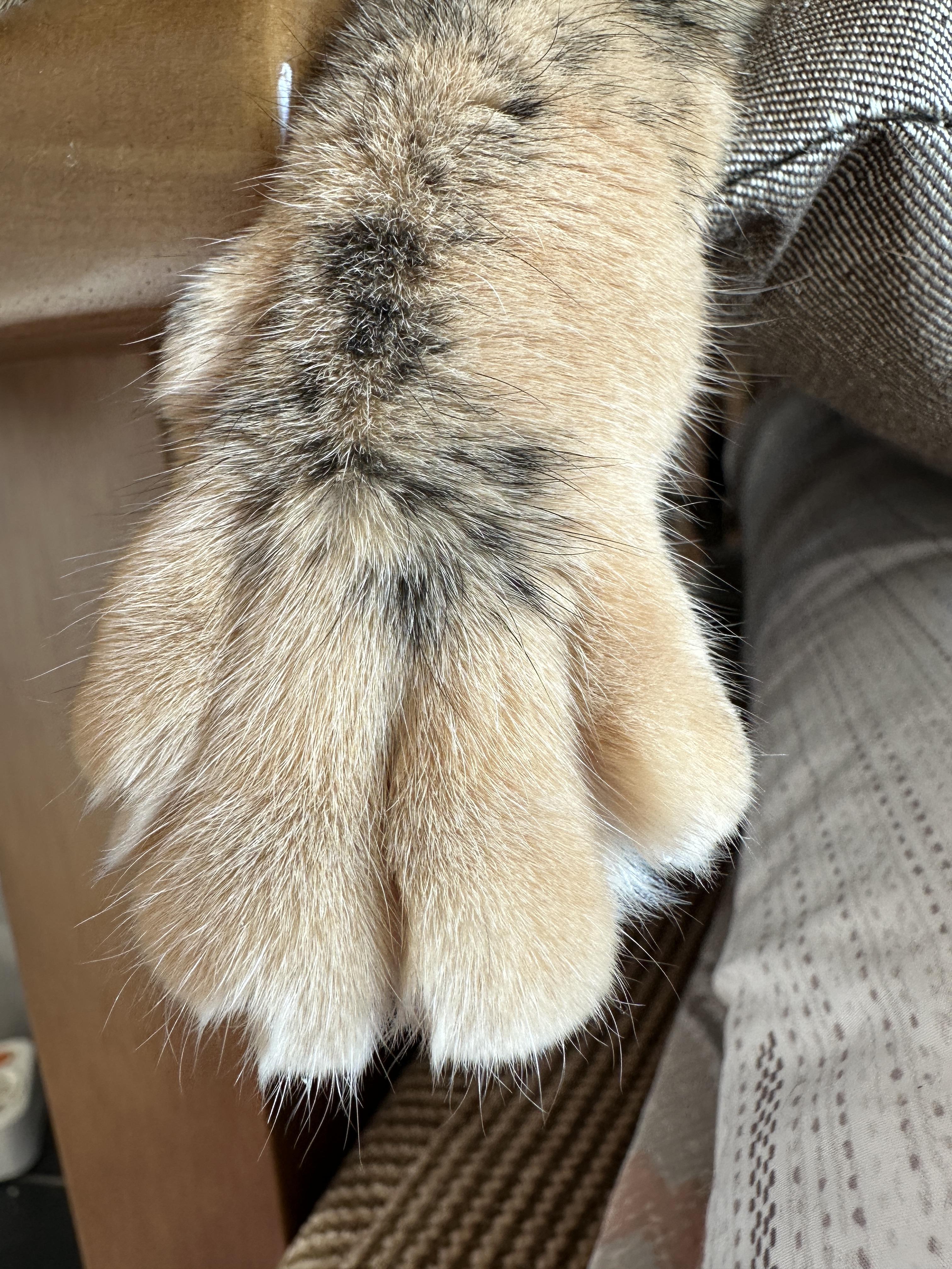 꾹꾹이_하는_카오스고양이_사랑이_왼쪽_앞발_1